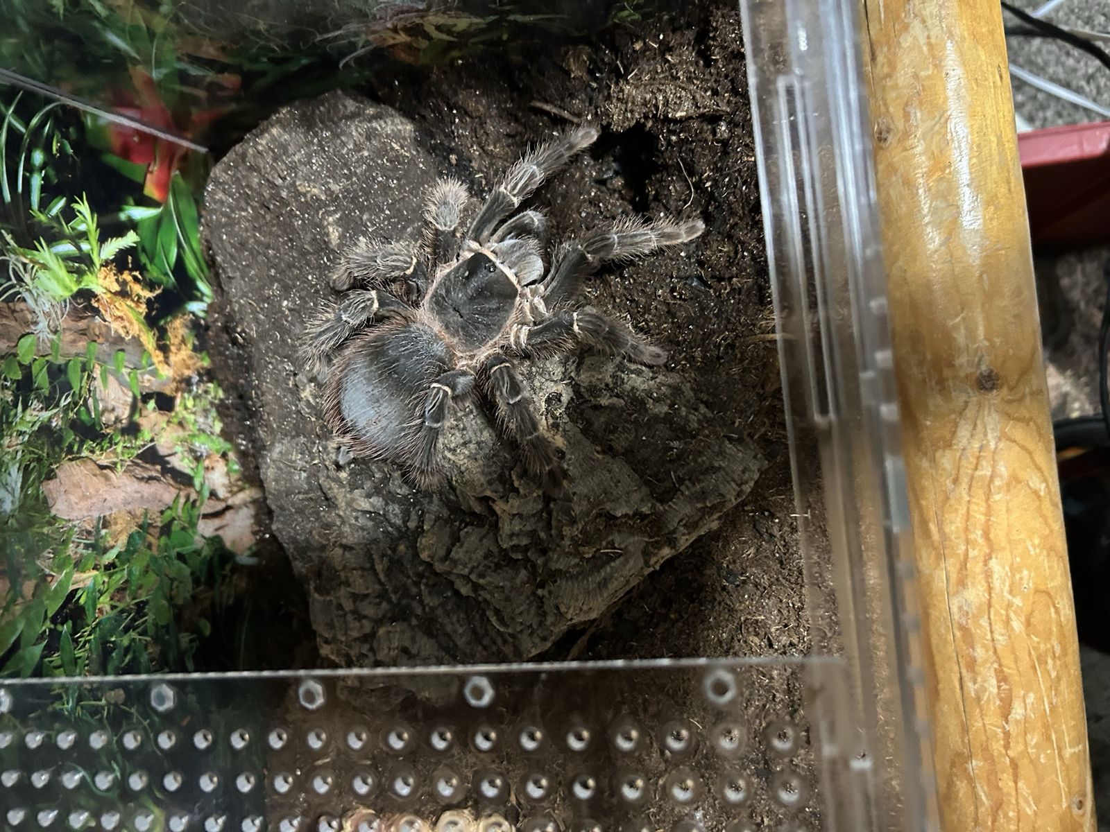 Salmon pink tarantula