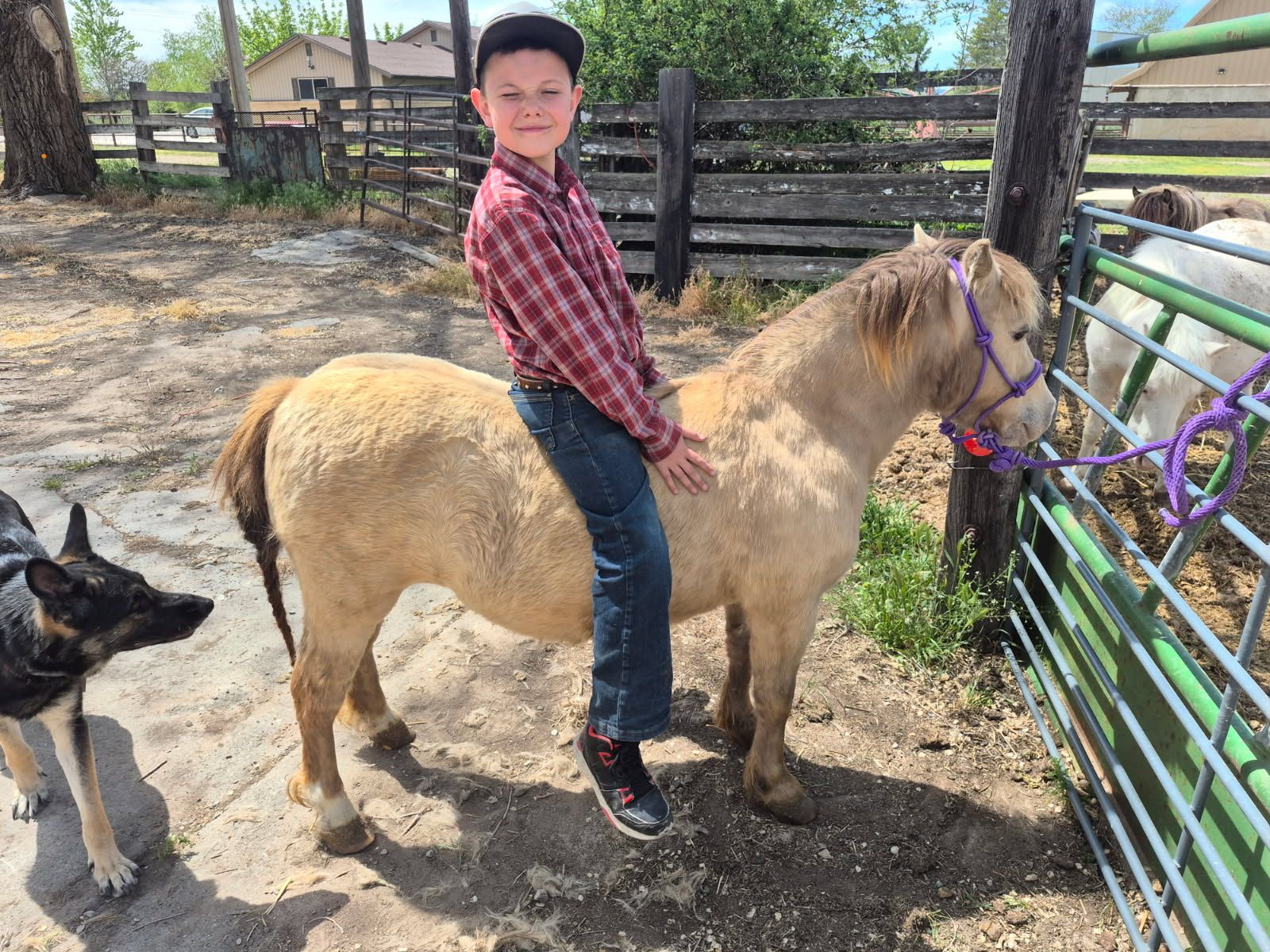 Ponies