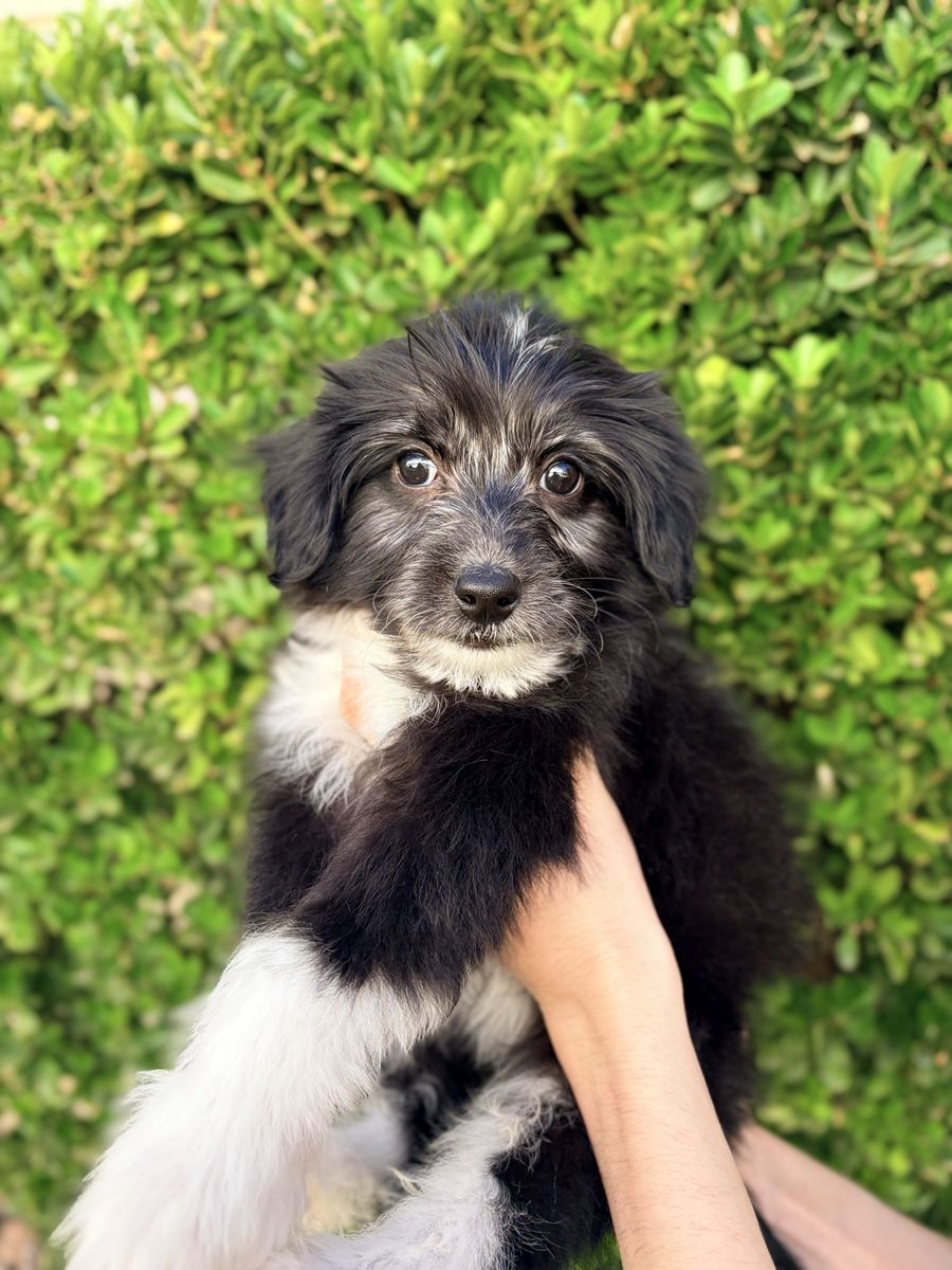 Mini Aussie Poodle