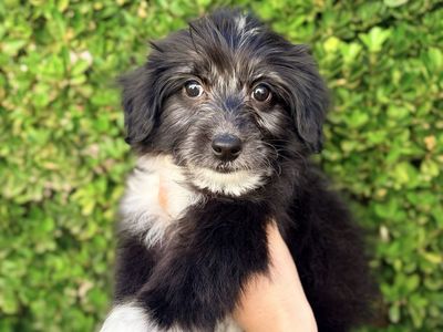 Mini Aussie Poodle