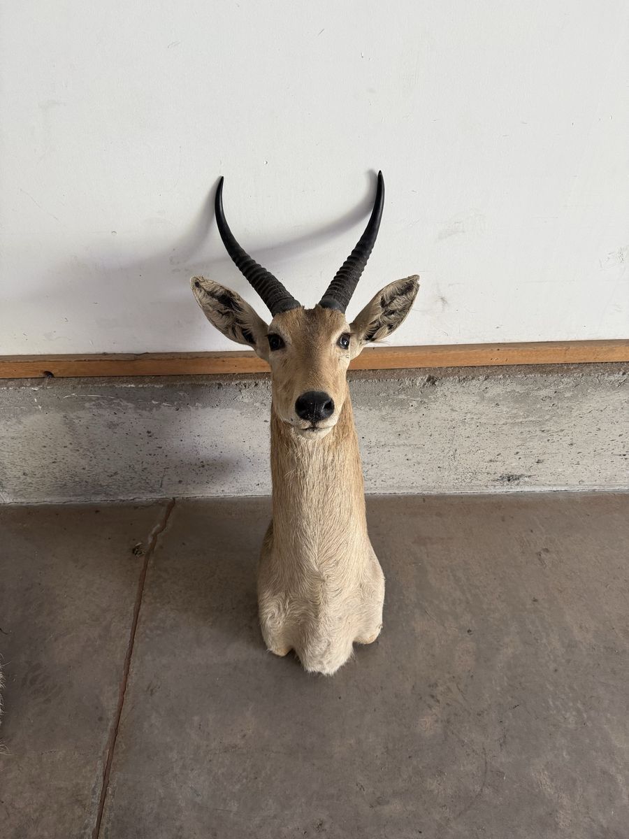 Common Rhebok