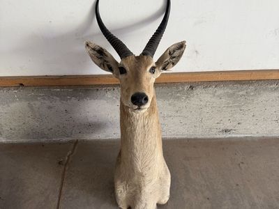 Common Rhebok