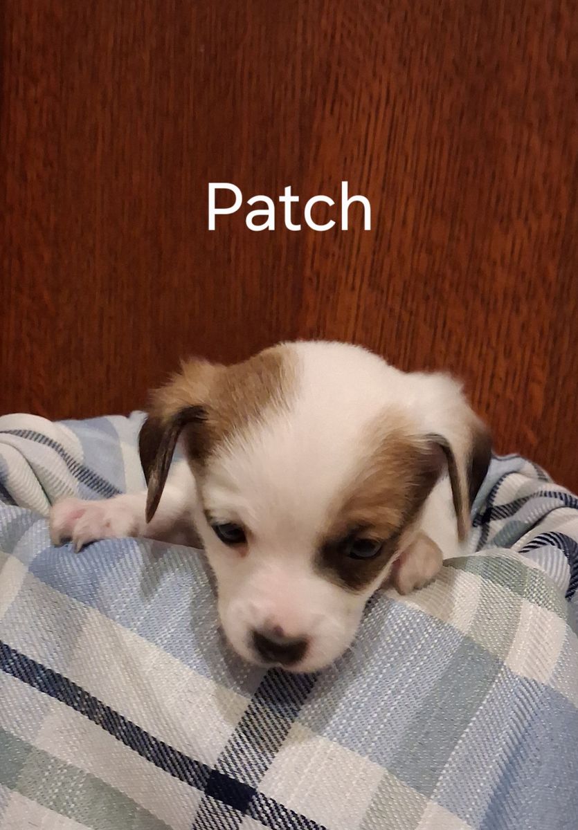 Adorable Chihuahua -Yorkie Mix Puppies: Poppy, Rosie, Froggy, and Pansie - Ready for Their Forever Homes