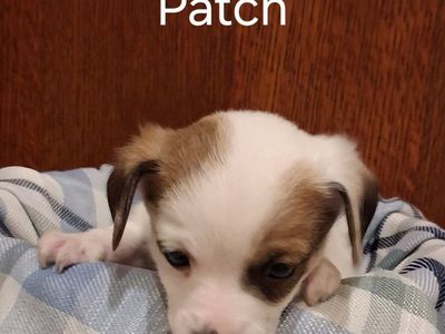 Adorable Chihuahua -Yorkie Mix Puppies: Poppy, Rosie, Froggy, and Pansie - Ready for Their Forever Homes