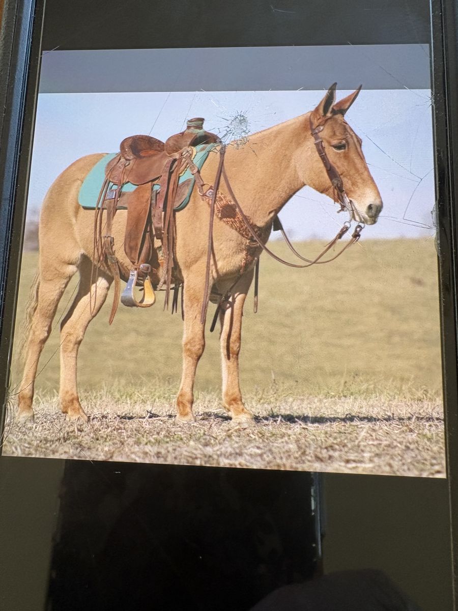 Molly Mule for Sale