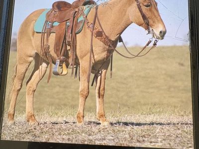 Molly Mule for Sale