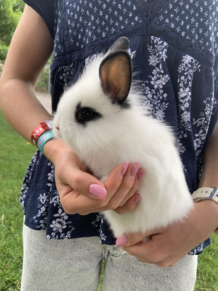 Cutest Baby Bunny