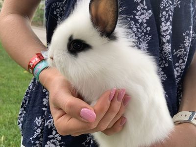 Cutest Baby Bunny