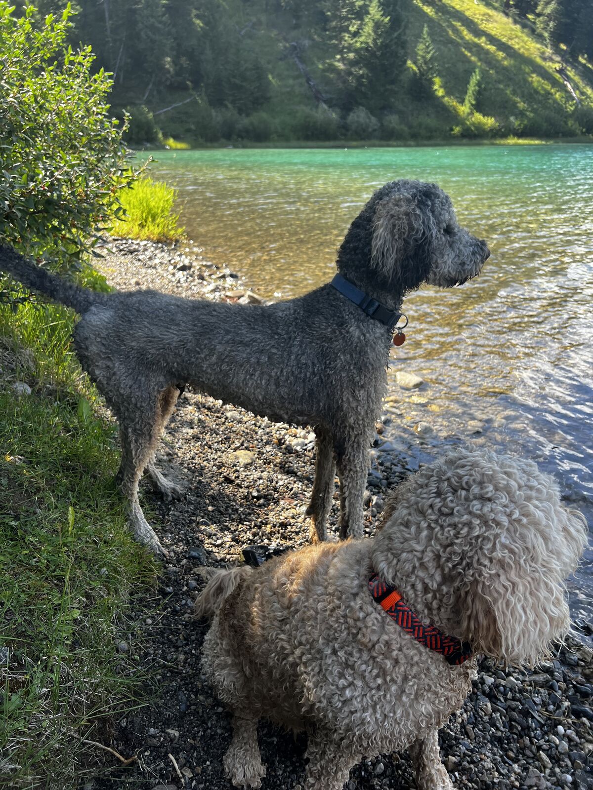 5 YO Standard AKC Poodle