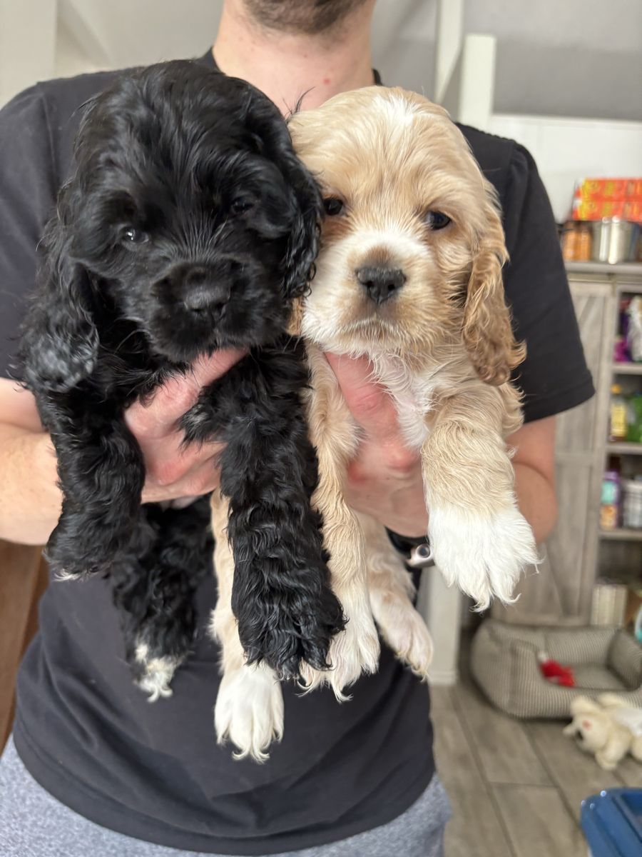 Cocker Spaniel Puppies