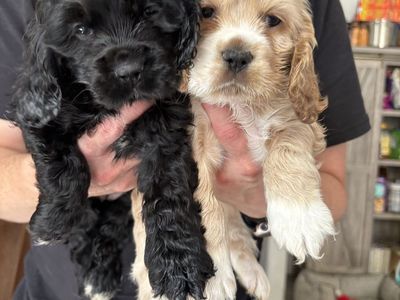 Cocker Spaniel Puppies