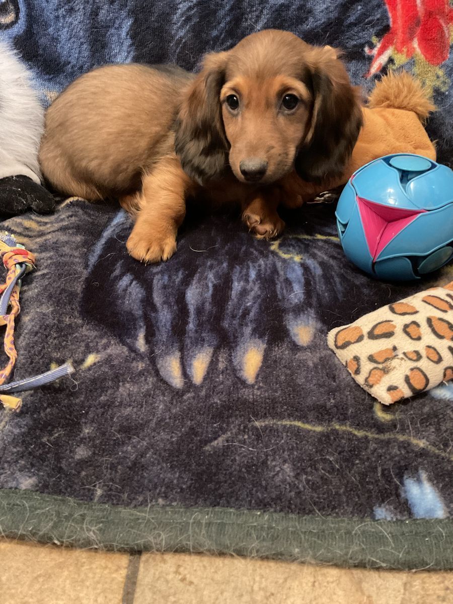 AKC Long Hair Male Miniature Dachshund
