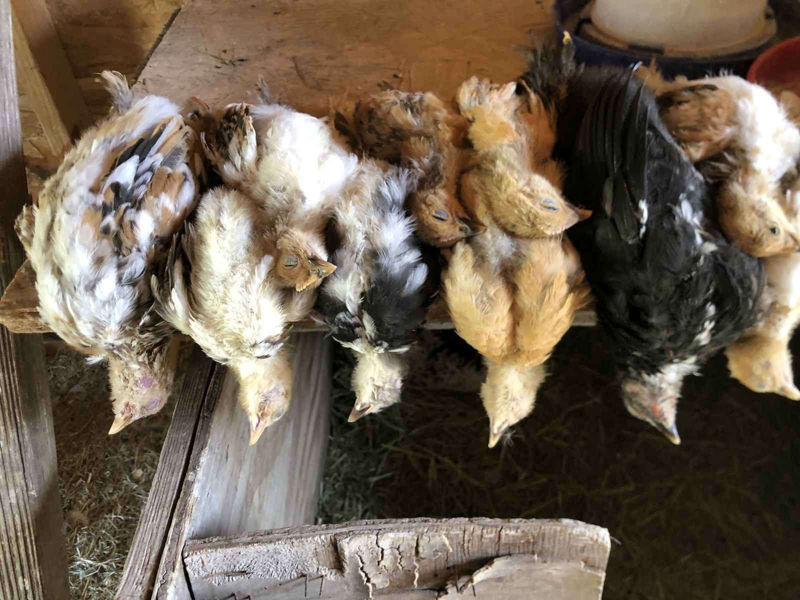 Young roosters for snake or falconer food