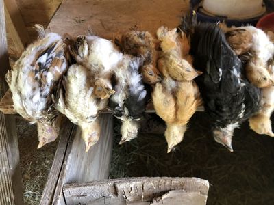 Young roosters for snake or falconer food
