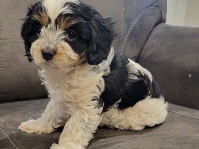 cavapoo puppy