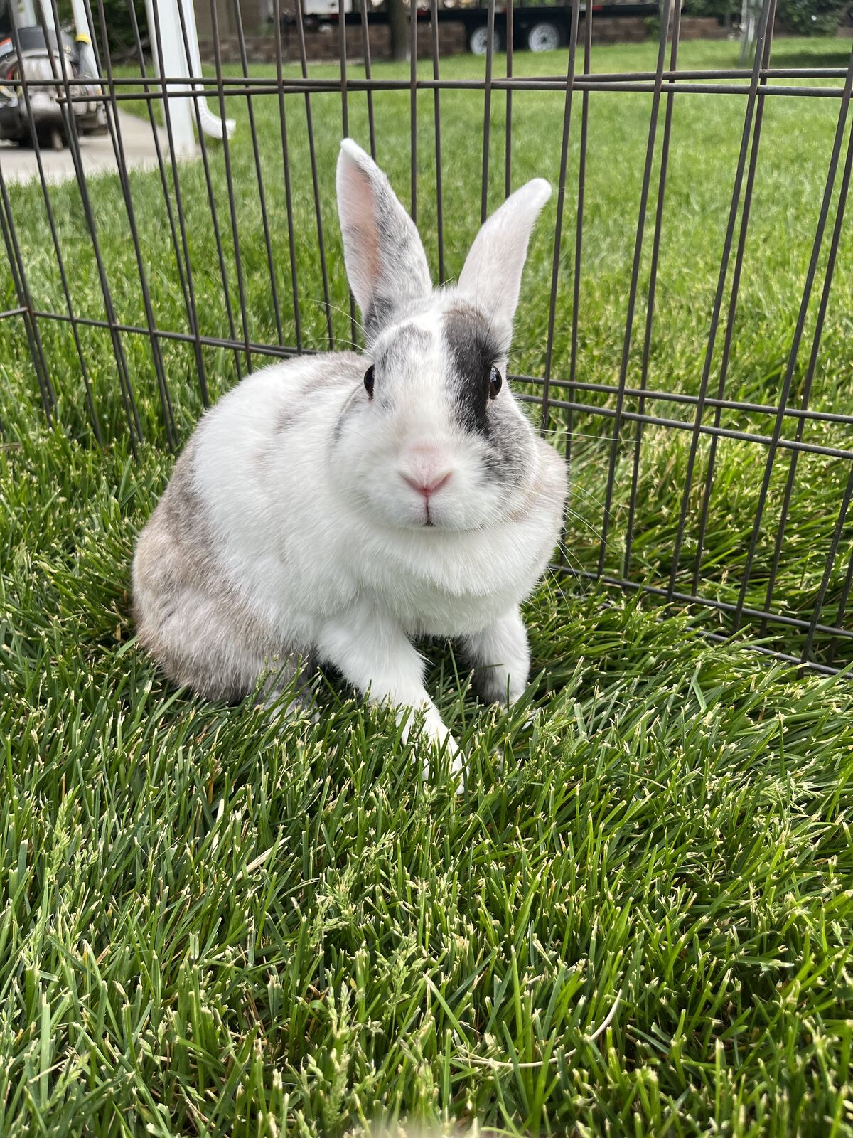 Female Rabbit Needing A New Home