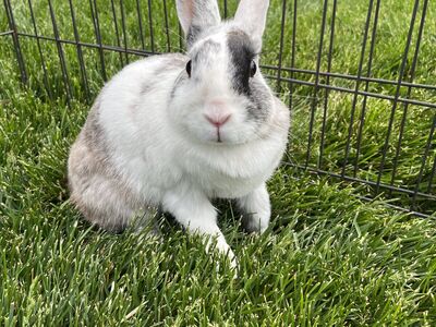 Female Rabbit Needing A New Home