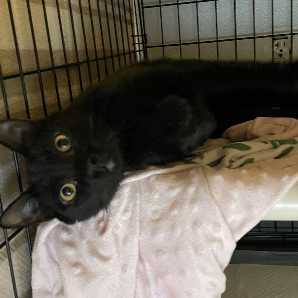 Hello my name is "Buster"