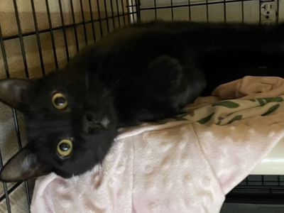 Hello my name is "Buster"