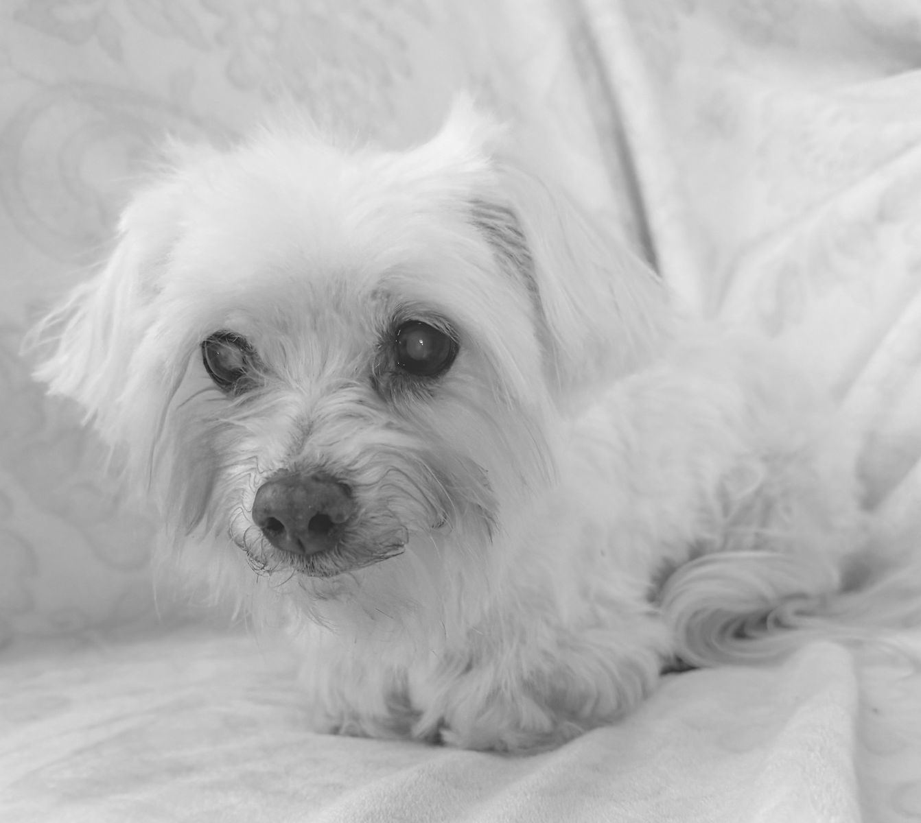 AKC Maltese