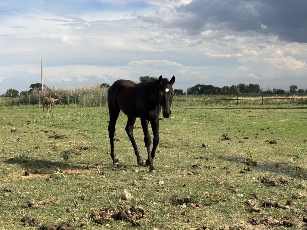Black Stud Colt 2025