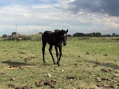 Black Stud Colt 2025
