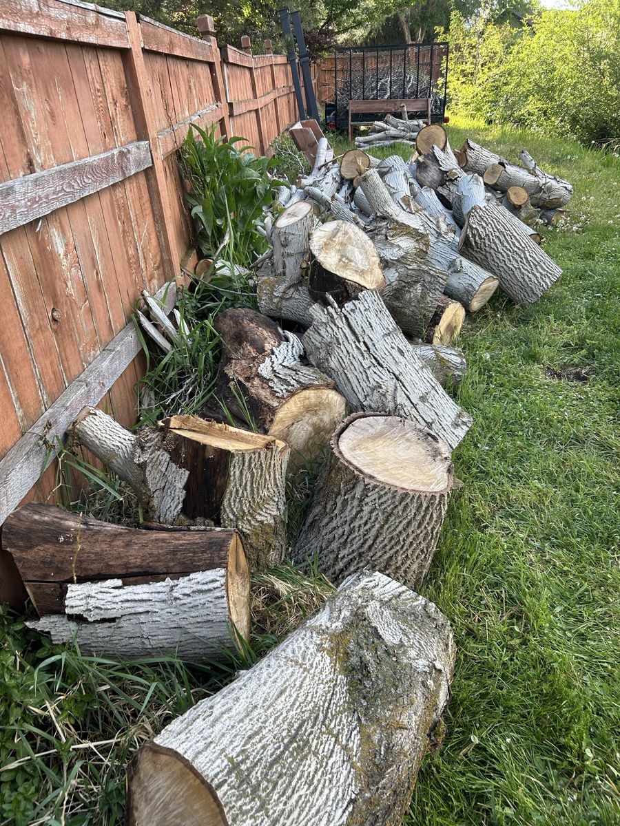 Free Firewood English Walnut