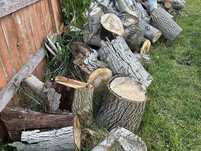 Free Firewood English Walnut
