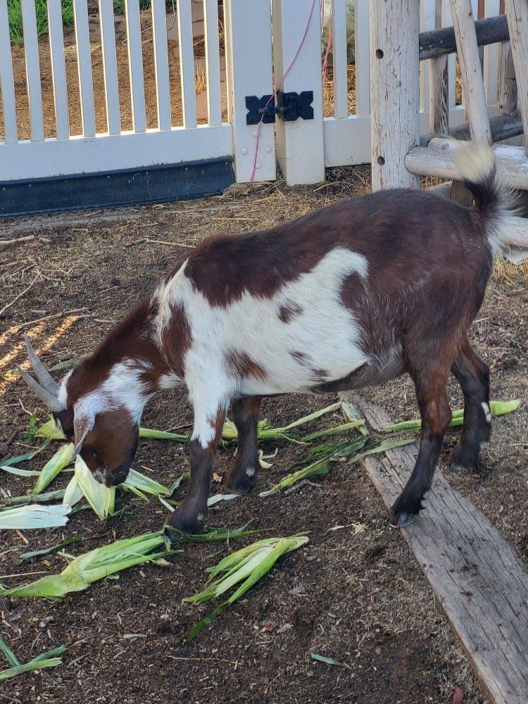 Brown and White Goat