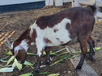 Brown and White Goat