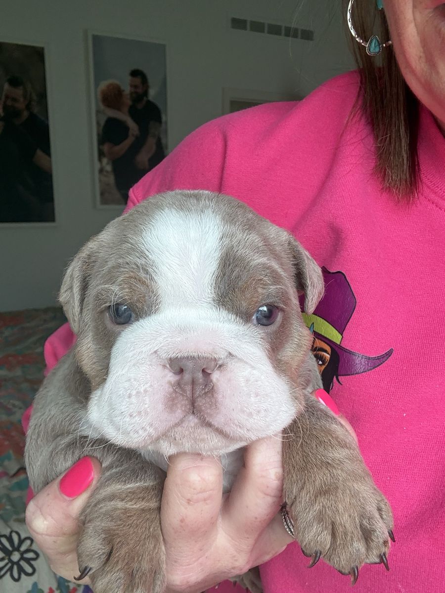 English Bulldog Puppy