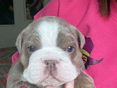 English Bulldog Puppy