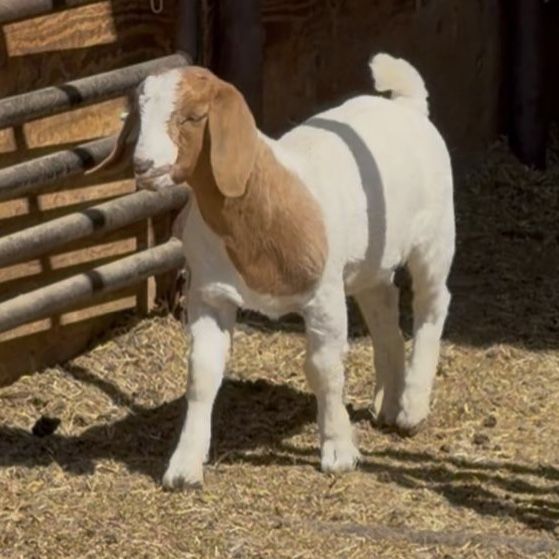 Buck kid - wether bred show genetics