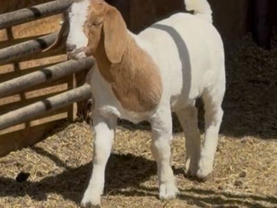 Buck kid - wether bred show genetics