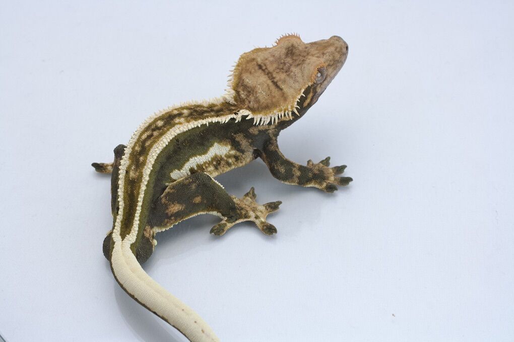 Cornserstone Adult Male Crested Gecko