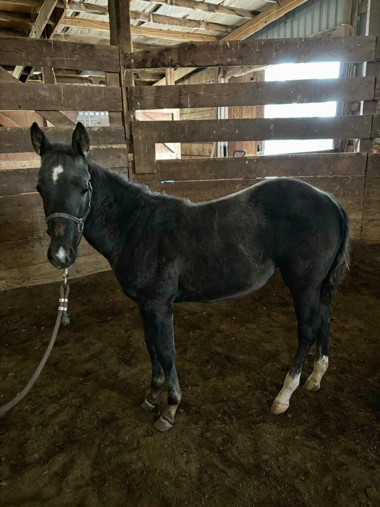 Registered APHA filly