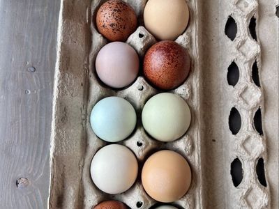 Hatching Rainbow Eggs!