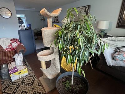 Wooden cat tower