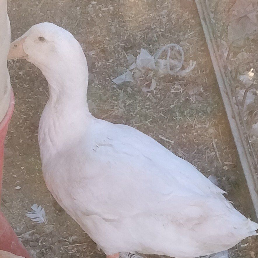 Duck, Male, White