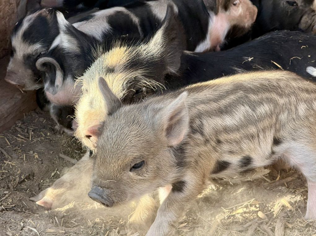 Main image 8
