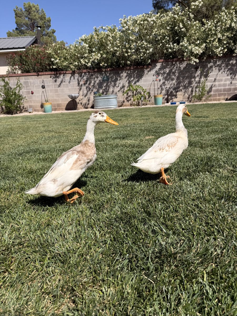 2 Drake runner ducks