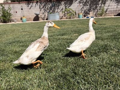2 Drake runner ducks