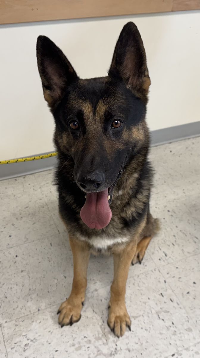 A164252 Soup, Available for Adoption