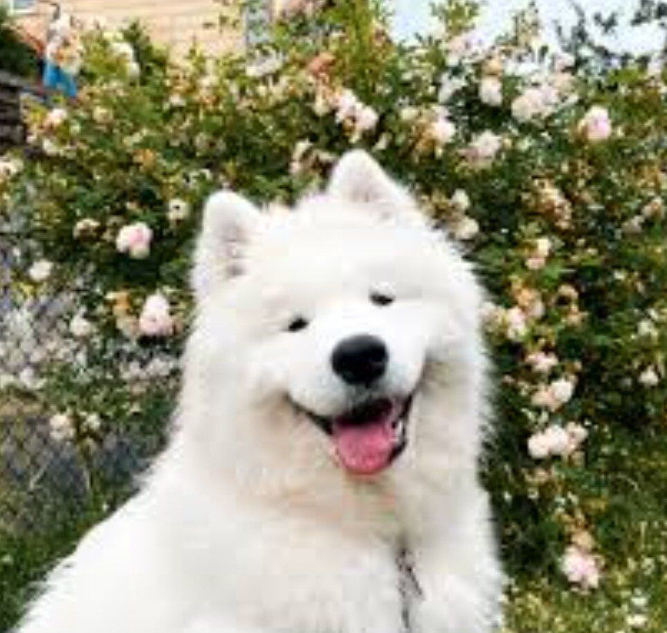 Champion AKC Samoyed Puppies – Elite Family Dog