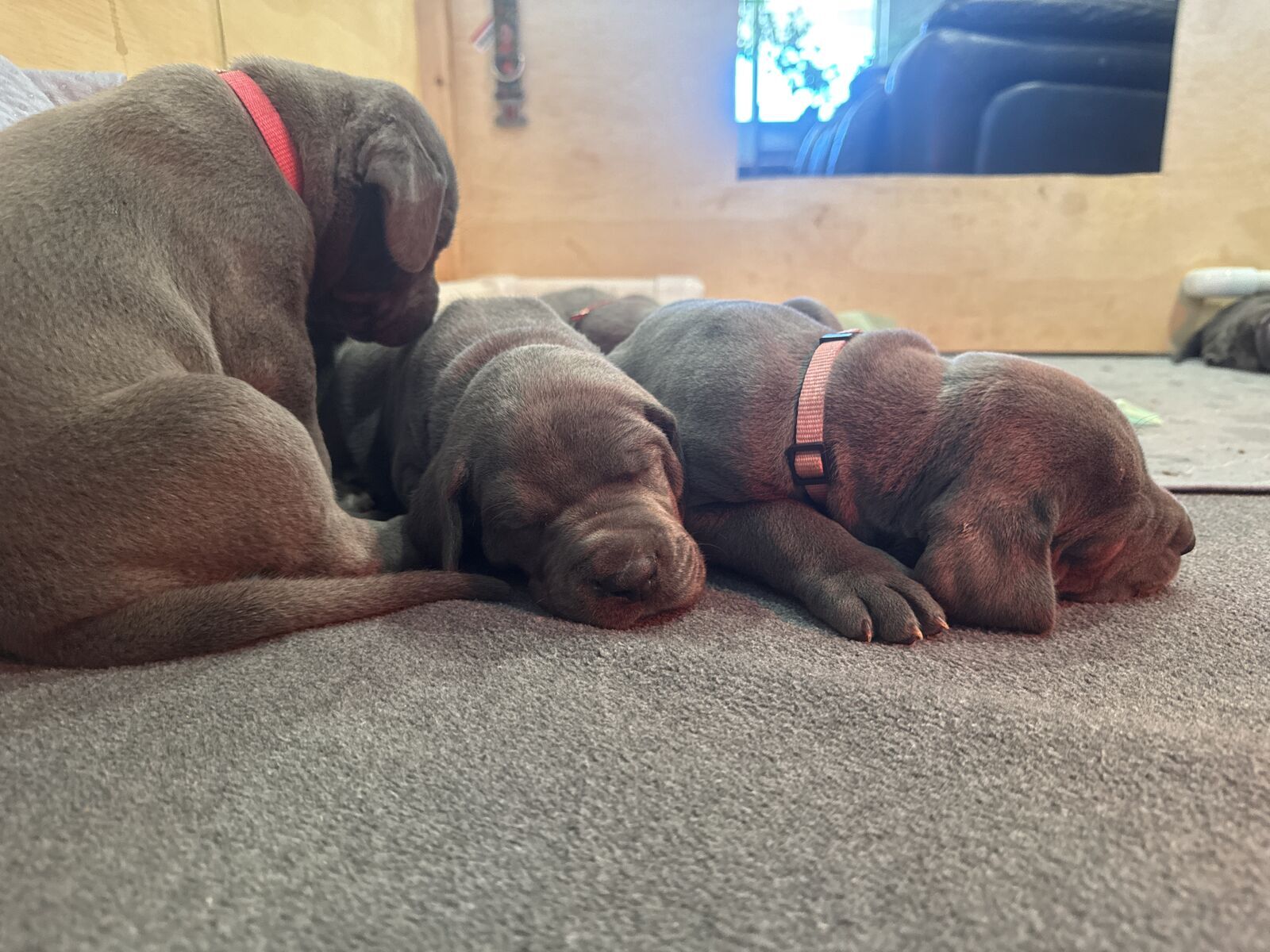 Blue Great Dane Puppies