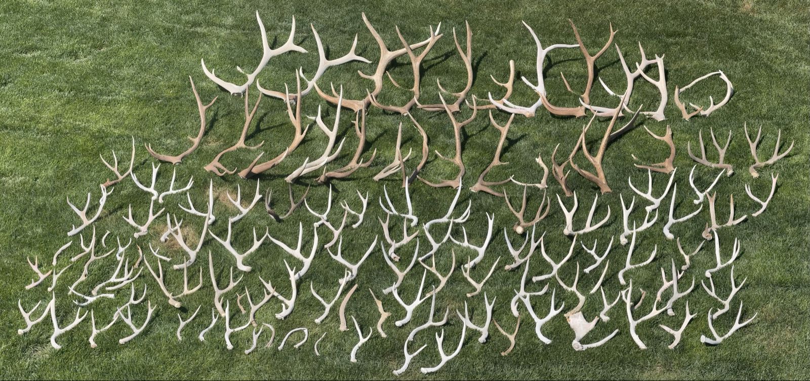 92 Shed Antlers - Bulk Lot- Mostly Browns.