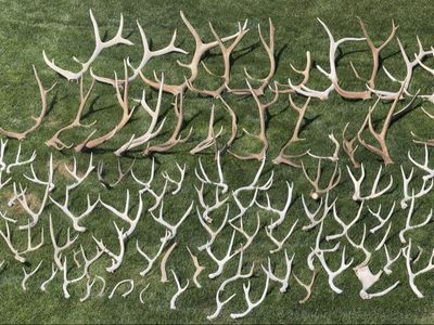 92 Shed Antlers - Bulk Lot- Mostly Browns.