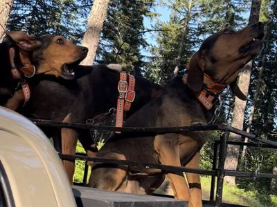 DONT WAIT Hightan Hound Pups Available May 23rd