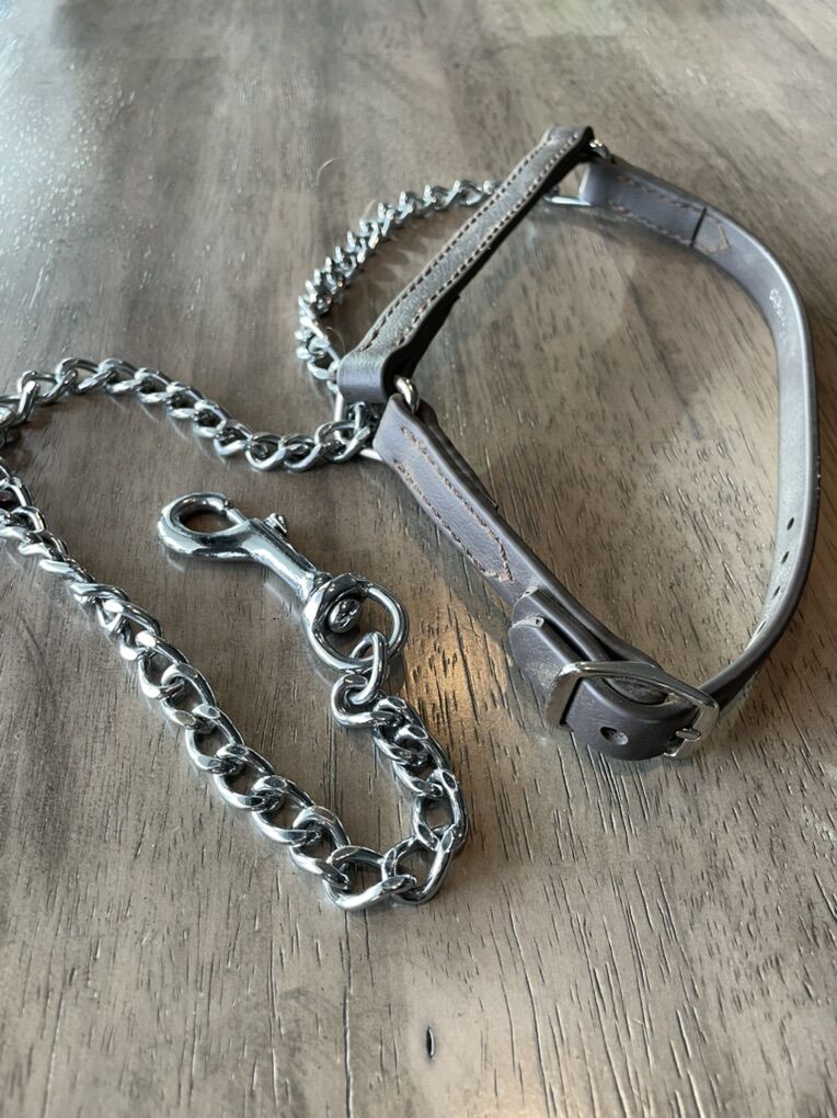 Leather Show Halter For Lambs