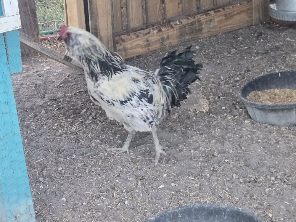 Healthy Young Roosters - Mixed Breeds